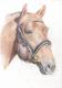 Art object - cavallo di alessandro (2006)