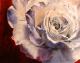 Kunstwerk - White Rose (2004) Laleh Bastian