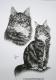 Kunstwerk - Maine Coon Katzen Rocky & Stella (2007)