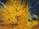 Art object - Forsythia