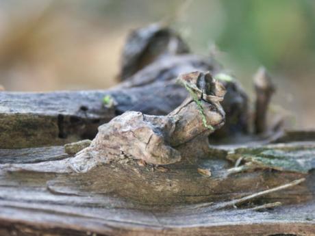 Otti (2006) - Burre Carmen - auf - Array - Otti (2006) - Burre Carmen - auf - Array -