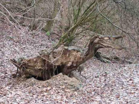 47. Urente - Burre Carmen - auf - Array - 47. Urente - Burre Carmen - auf - Array -