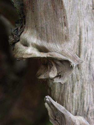 12. Der Schreihals - Burre Carmen - auf - Array - 12. Der Schreihals - Burre Carmen - auf - Array -