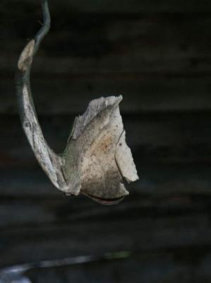 36. Phirania - Burre Carmen - auf - Array - 36. Phirania - Burre Carmen - auf - Array -