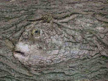 18. FISCH IN PAPPEL - Burre Carmen - auf - Array - 18. FISCH IN PAPPEL - Burre Carmen - auf - Array -