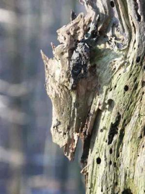 51. ZIEGENBÖCKCHEN 1 - Burre Carmen - auf - Array - 51. ZIEGENBÖCKCHEN 1 - Burre Carmen - auf - Array -