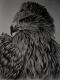 Eagle Juli (2008) - MaRhon - Graphite auf - Other - Eagle Juli (2008) - MaRhon - Graphite auf - Other -