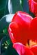 Art object - Yours flowers in my eyes #5