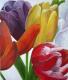 Kunstwerk - Tulpen