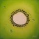Art object - Kiwi