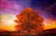 Kunstwerk - Baum im Abendrot