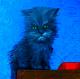 Art object - Piatka