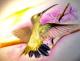 Kunstwerk - colibri