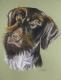 Art object - Jagdhund, Portrait in Pastell