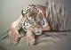 Art object - Tiger in Teilansicht, Pastell