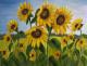 Kunstwerk - ---Sonnenblumen