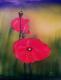 Art object - 2x Mohn