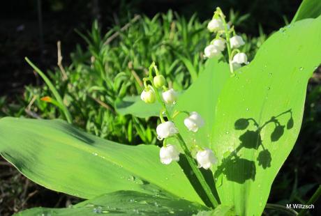 Frühling und die Kunst der Natur - Mario Wiltzsch - Array auf - Array - Frühling und die Kunst der Natur - Mario Wiltzsch - Array auf - Array -