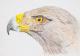 Art object - Adler