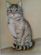 Art object - ---Kater Moritz