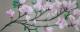 Art object - Magnolien