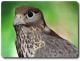Art object - VogelART Falke