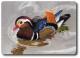 Art object - VogelART Mandarinente