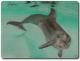 Kunstwerk - TierART Delphin