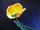 Kunstwerk - Gelbe Tulpe