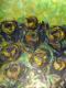 Art object - ---