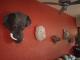 Art object - Afrikatiere