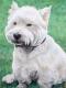 Kunstwerk - White West Highland Terrier