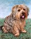 Art object - Yorkshire Terrier