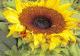 Kunstwerk - Sonnenblumenflair