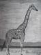 Kunstwerk - FREIHEIT 3 - Giraffe