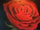 Kunstwerk - Rose der Liebe