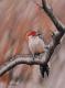 Art object - Bird n.8