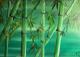 Art object - Bamboo---