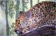 Art object - Jaguar---