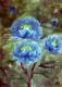 Kunstwerk - Peonies---