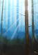Art object - Wald