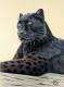 Art object - Panther Jaguar