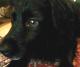 Art object - Hund 