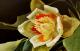 Kunstwerk - Liriodendron Tulipifera