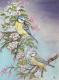 Blaumeisen - Jacqueline Scheib - Pastell auf - - Blaumeisen - Jacqueline Scheib - Pastell auf - -