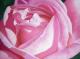 Kunstwerk - Pink Gartenrose