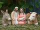 Art object - Maria und Josef mit Christkind, Esel und Ochse