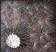 Kunstwerk - Pusteblume 1---