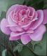 Kunstwerk - rosa Rose 